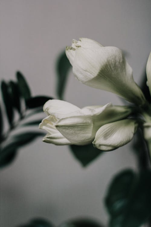 白色花瓣花
