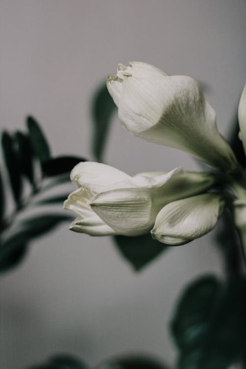 White Petaled Flower