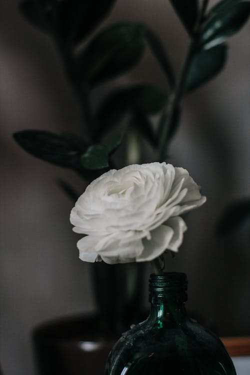 White Petaled Flower in Bottle