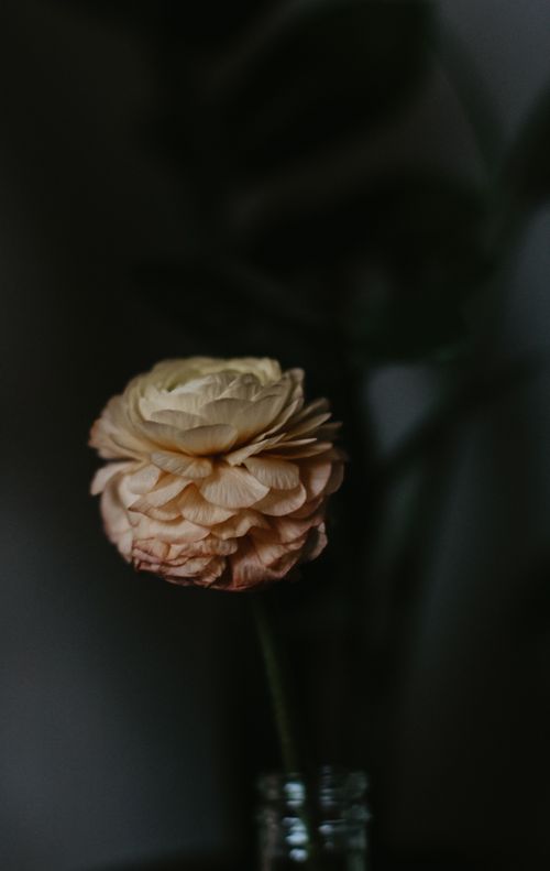 Free A beautiful dried rose captured in a soft, dark setting, showcasing delicate petals and romantic tones. Stock Photo