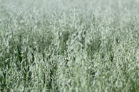 特写镜头下的燕麦田，在日光中郁郁葱葱