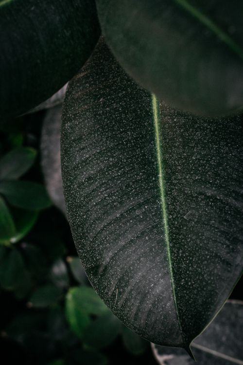 Free Detailed view of a lush green leaf with rich textures, capturing the essence of tropical nature. Stock Photo
