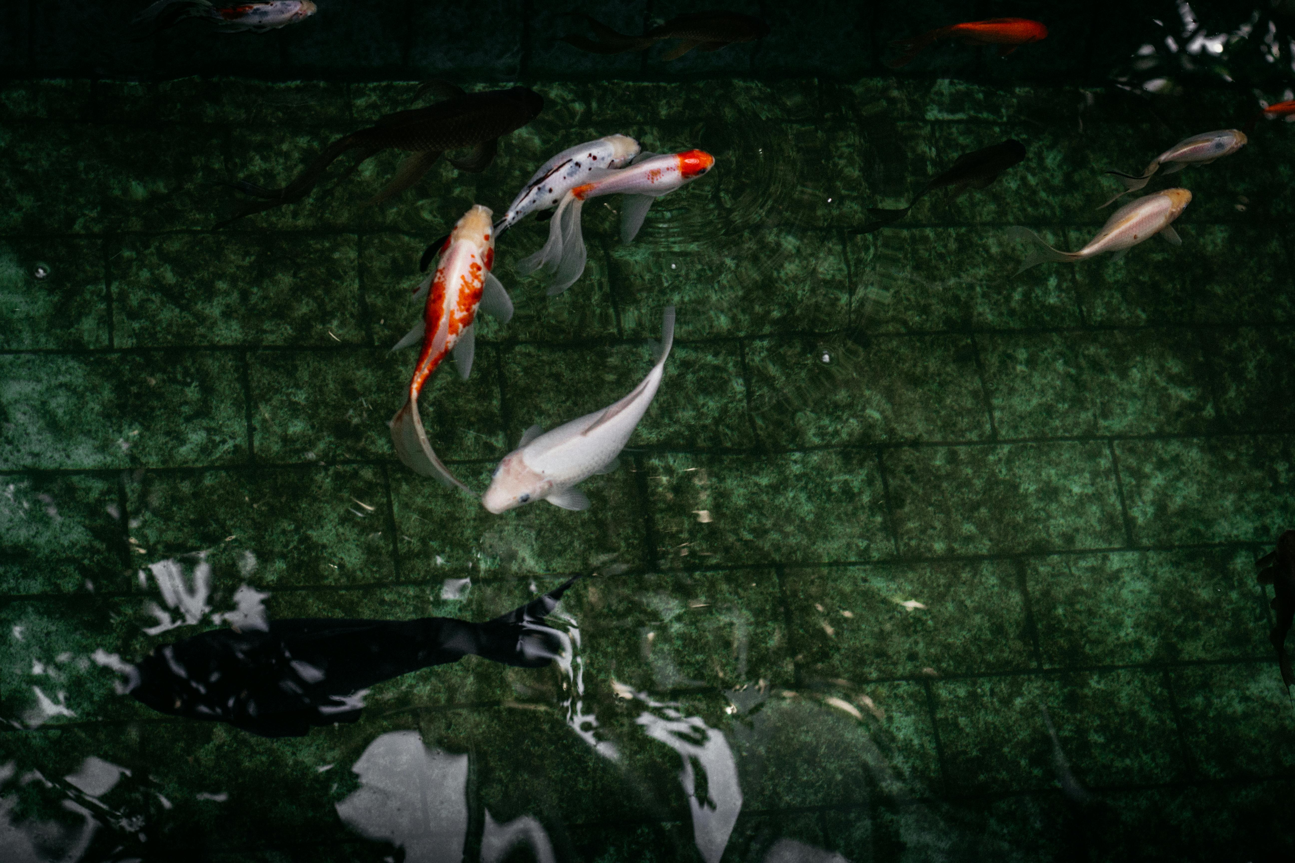 Koi Fish HD Wallpapers Free Download  PixelsTalkNet