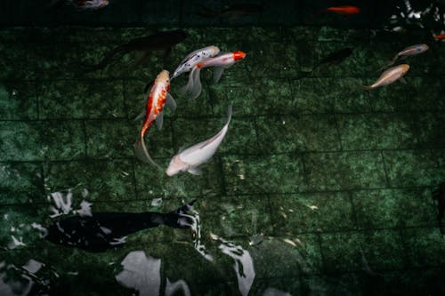 Δωρεάν στοκ φωτογραφιών με koi ψάρια, διακοσμητικά ψάρια, κυπρίνος Φωτογραφία από στοκ φωτογραφιών