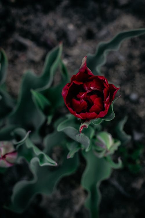 Red Rose With Green Leaves