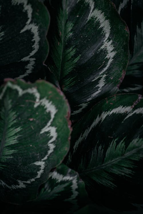無料 緑と白の葉の植物 写真素材