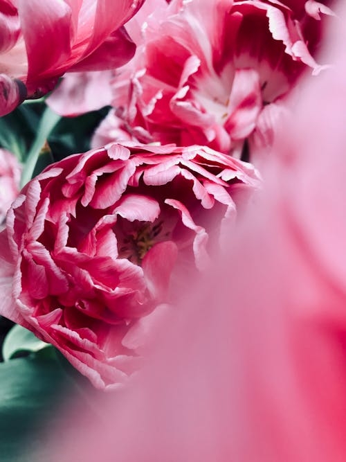 분홍색 꽃잎 꽃 사진