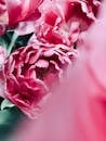 粉红色牡丹盛开的特写，突出了它们充满活力的花瓣和自然的纹理