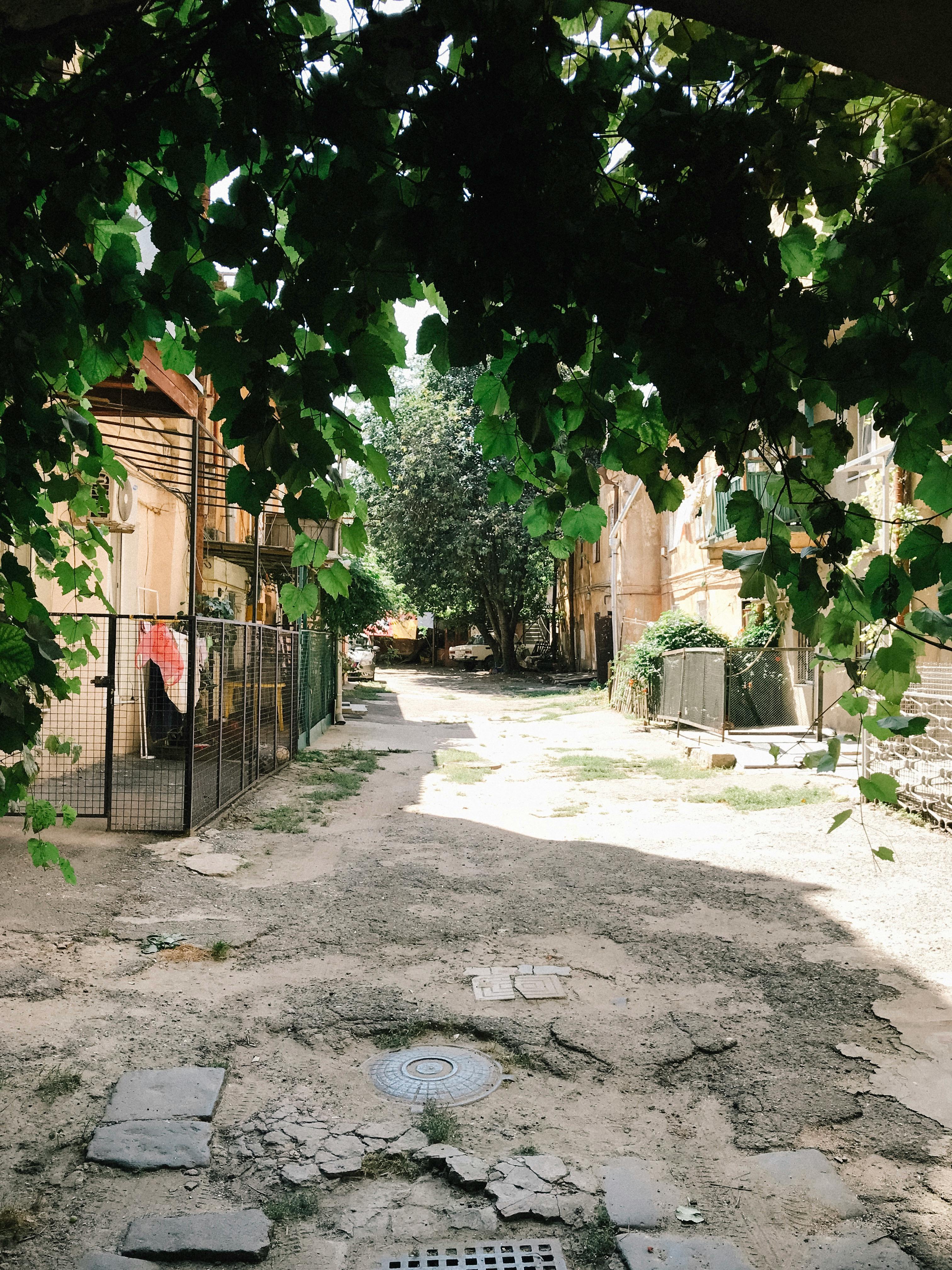 阳光明媚的日子里，宁静的城市小巷中，郁郁葱葱的绿叶形成了迷人的树冠