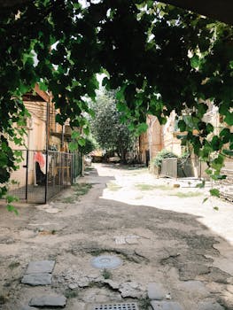 阳光明媚的日子里，宁静的城市小巷中，郁郁葱葱的绿叶形成了迷人的树冠