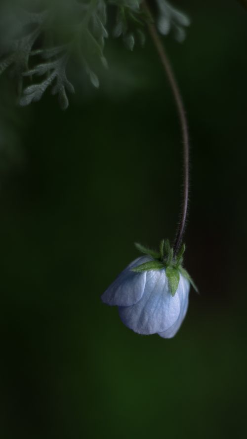Free A single delicate blue flower hanging upside down against a dark green background. Stock Photo