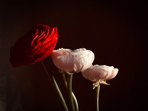 bezplatná Základová fotografie zdarma na téma bílé květy, červená kytka, detail Základová fotografie