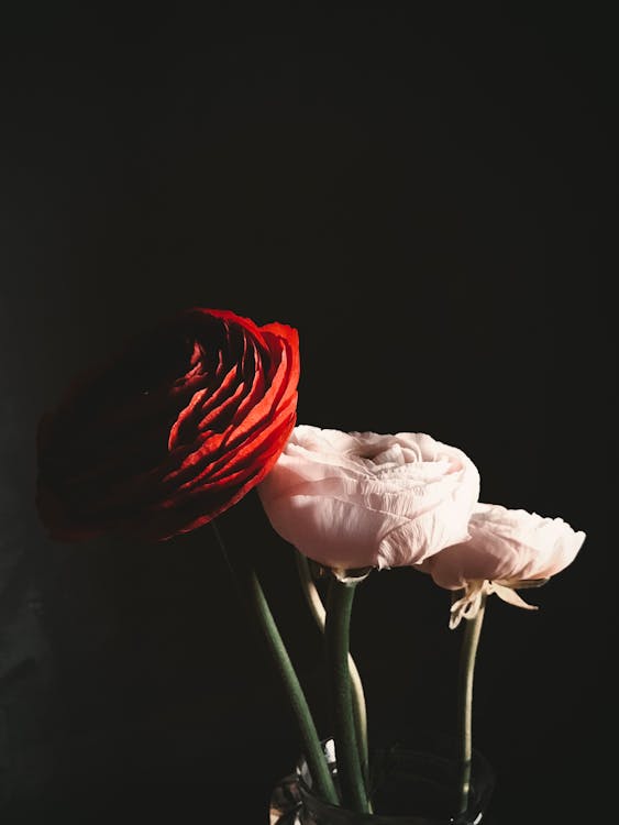 Red And White Rose Flowers On Black Background · Free Stock Photo