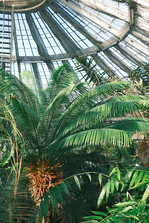 A large palm tree in a glass dome