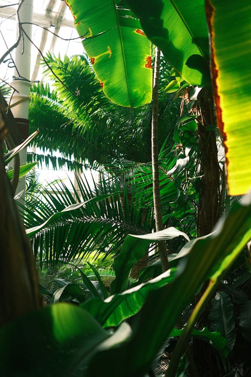A tropical jungle with green leaves and palm trees