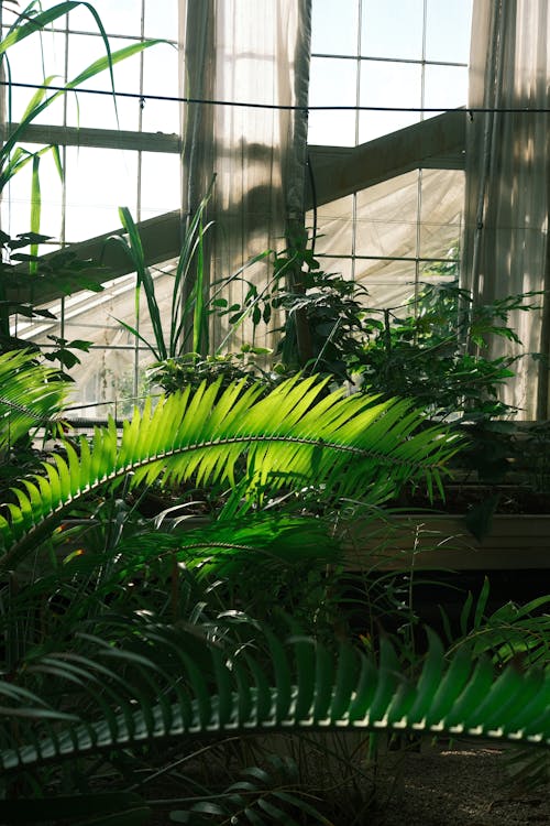 A large green plant in a greenhouse with sunlight