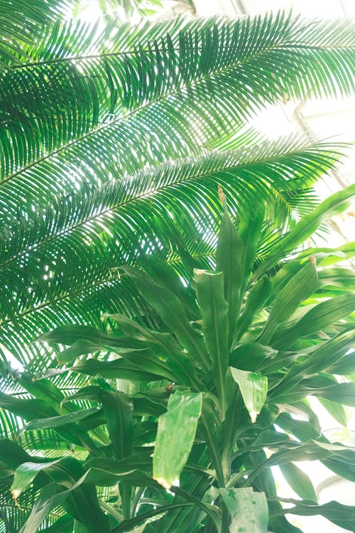 垂直拍攝, 棕櫚樹, 植物園 的 免費圖庫相片