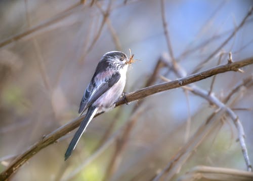 Foto stok gratis bertengger, burung, burung kecil