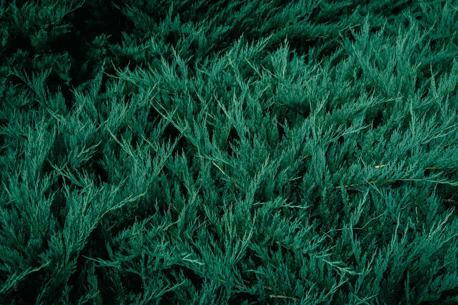 Detailed close-up of lush green juniper shrub, showcasing vibrant foliage and texture.