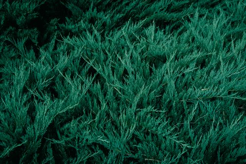 Free Detailed close-up of lush green juniper shrub, showcasing vibrant foliage and texture. Stock Photo