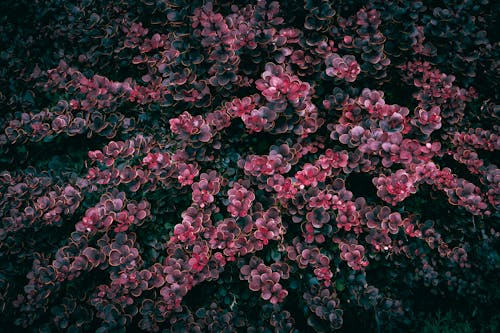 Free Vibrant red leaves in dense bush formation, captured in vivid detail, showcasing spring's abundant growth. Stock Photo
