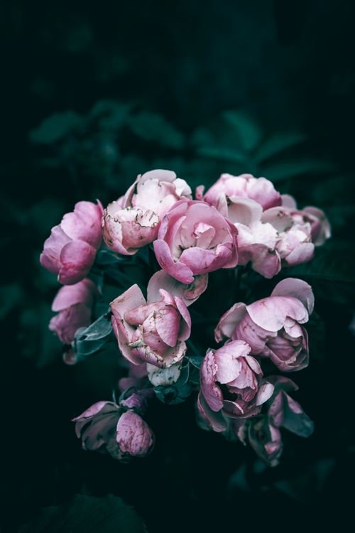 Free Close-up of beautifully arranged pink peonies on a dark background, highlighting their elegance and charm. Stock Photo