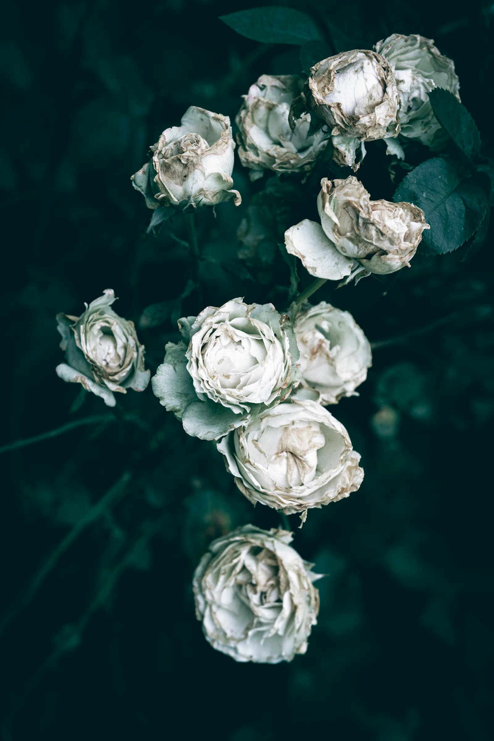 Dying And Falling Roses Photos, Download The BEST Free Dying And ...