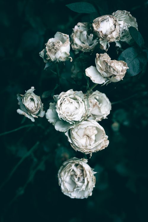 Free Close-up of withered roses in a dark garden setting, capturing a moody atmosphere. Stock Photo