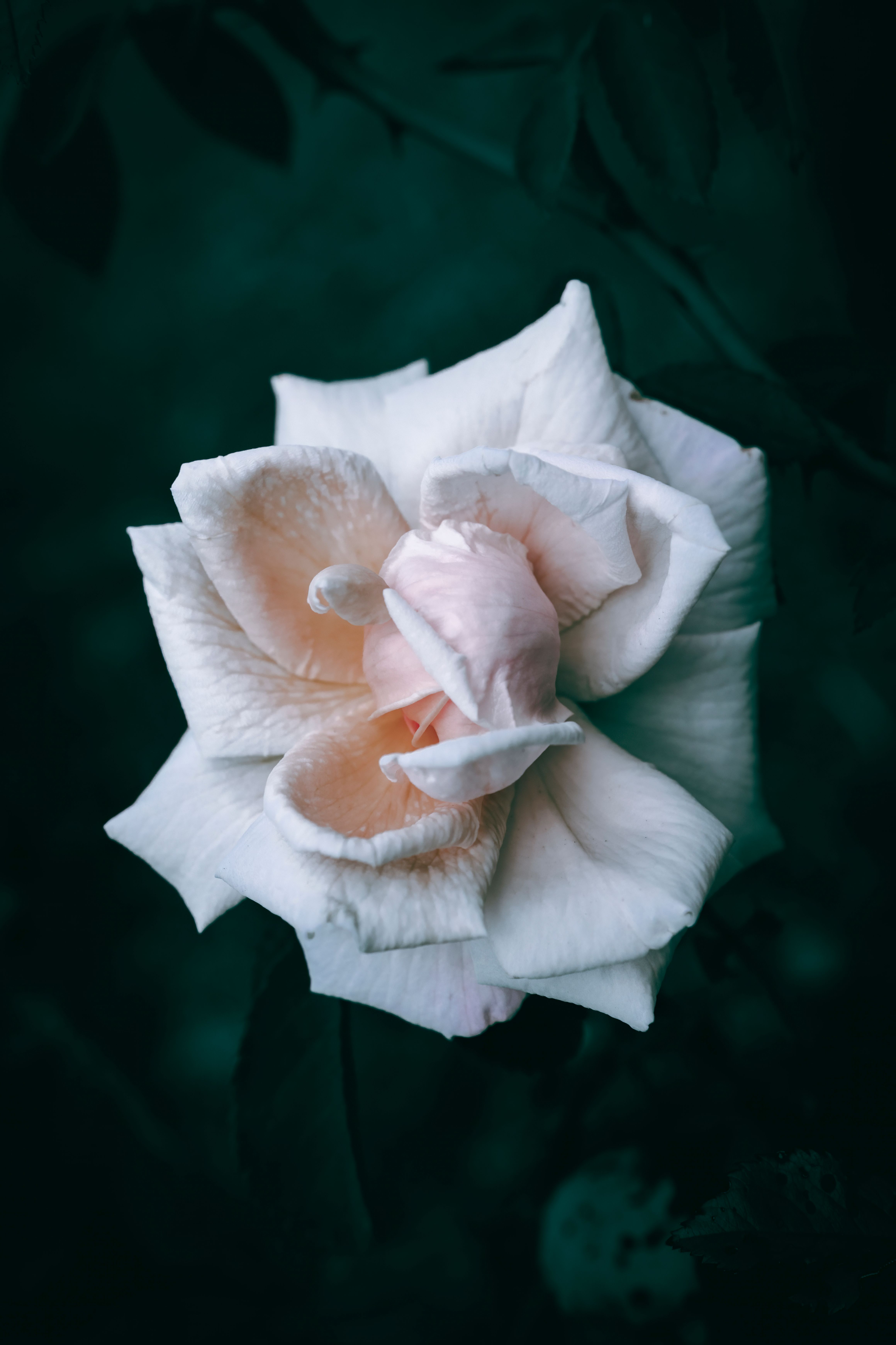 A close up of a blooming white rose · Free Stock Photo