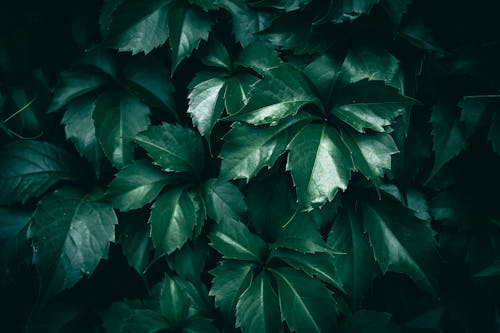 A close up of dark green Japanese creeper leaves