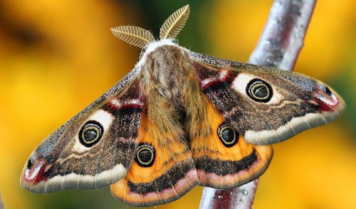 White Brown and Orange Moth
