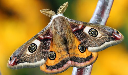 Close Up Shot Van Een Vlinder