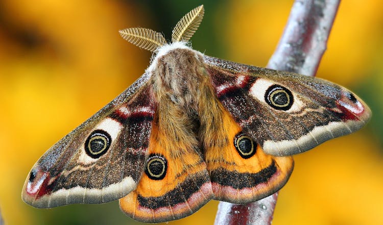 Close-Up Shot Of A Butterfly