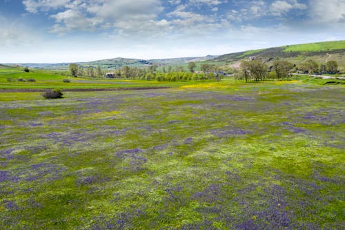 Foto profissional grátis de área, ecológico, flores