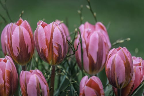 Zweifarbige Tulpen mit einem geschlossenen Kelch