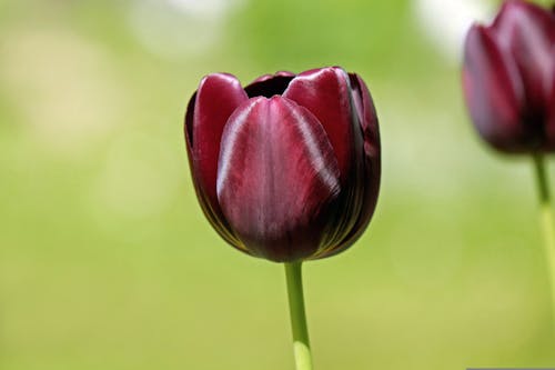Weinrote Tulpe mit geöffnetem Kelch
