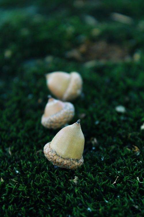 Free Three acorns resting on a lush green mossy ground, perfect for autumn themes. Stock Photo