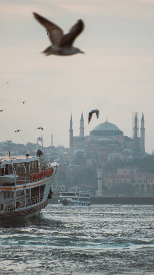 Gratis stockfoto met attractie, beesten, Istanbul