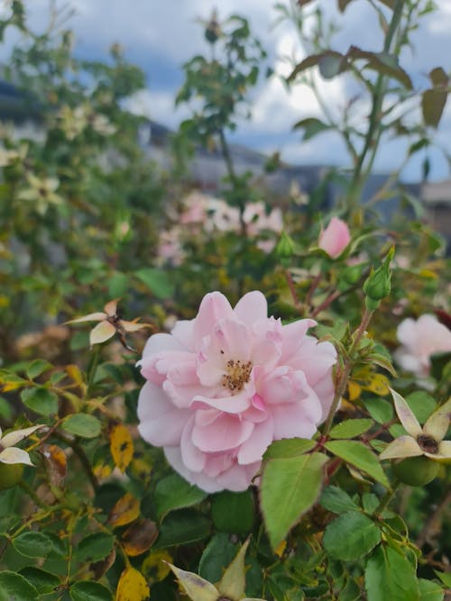 Gratis arkivbilde med botanisk hage, pink-rose, vakker blomst