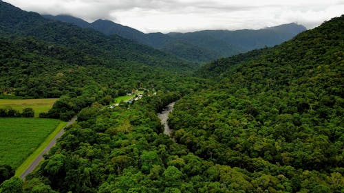 Australian rainforests