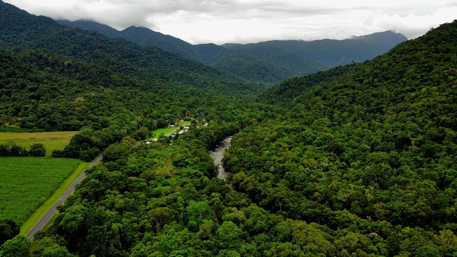 Breathtaking aerial view of lush rainforest and winding river in Cairns, Queensland, Australia.