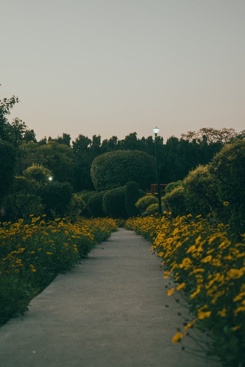 A pathway with yellow flowers and trees in the background