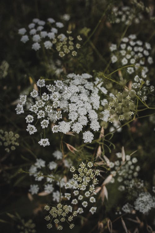 Kostenloses Stock Foto zu blumen, frühling, fülle