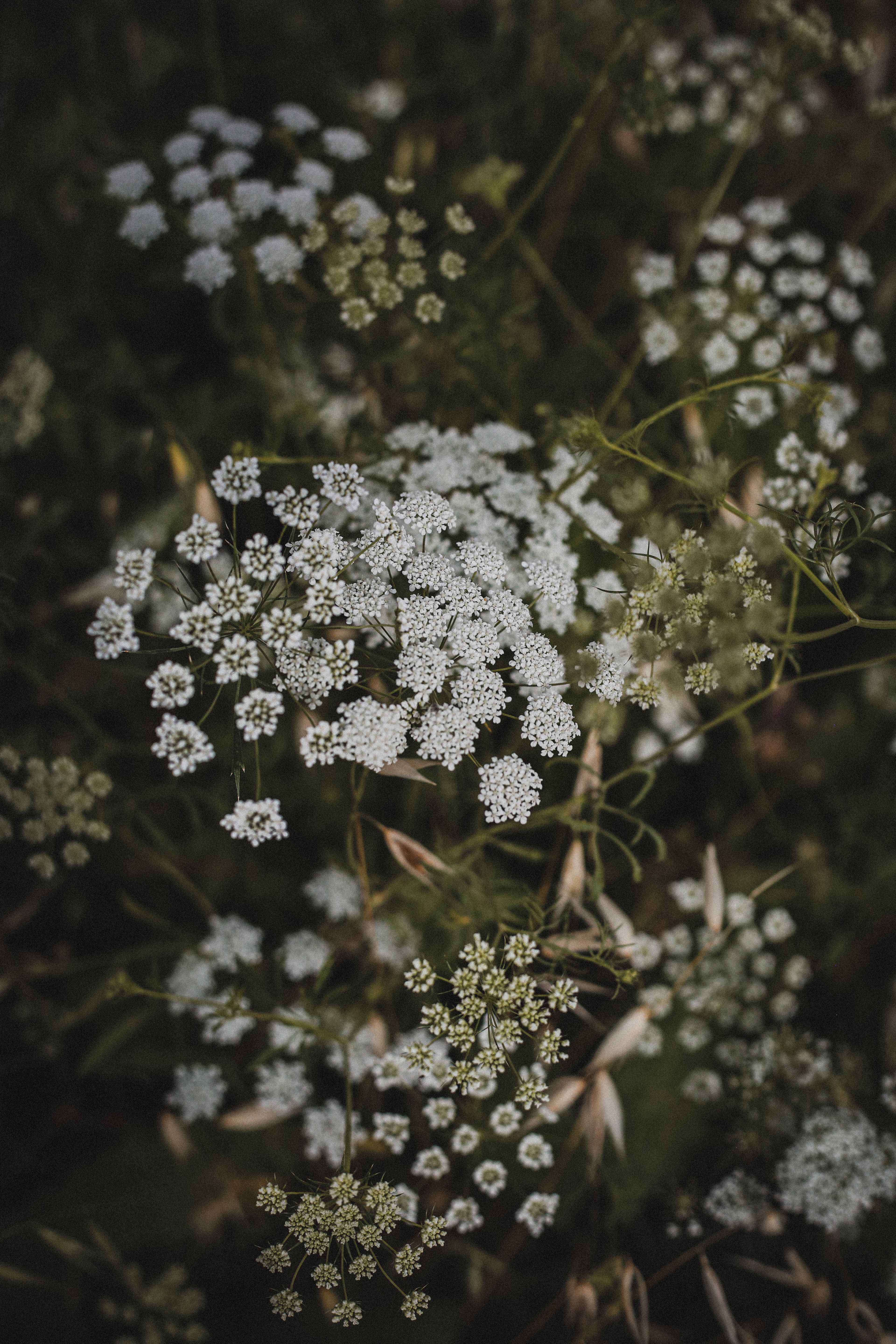 Gratis arkivbilde med beroligende, blomsterblad, blomsterklynge Arkivbilde