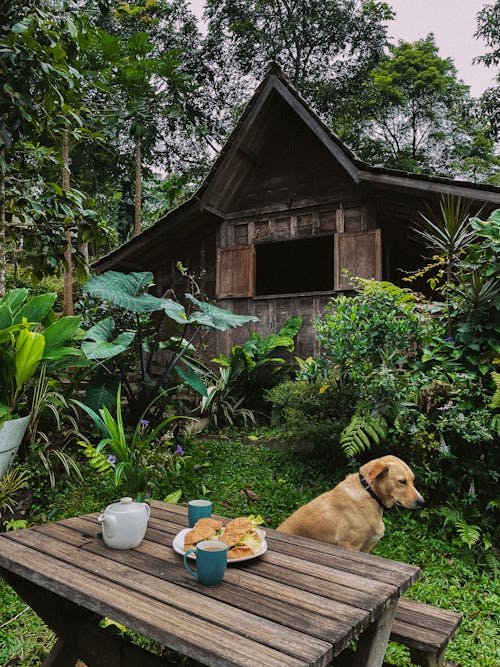 A dog sits on a table in front of a cabin