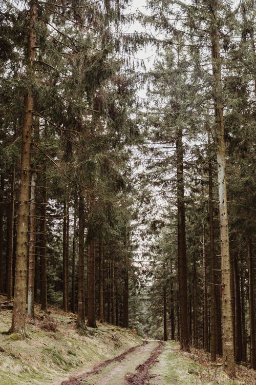 Free A serene dirt pathway through a lush evergreen forest, ideal for nature lovers. Stock Photo