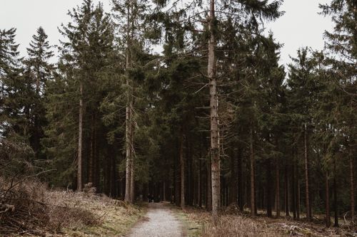 Free A tranquil footpath meanders through a lush evergreen forest, surrounded by tall conifer trees. Stock Photo