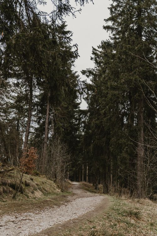 Free A tranquil footpath meandering through a serene forest of towering evergreen trees. Stock Photo