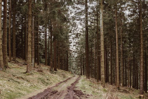 Бесплатное стоковое фото с грязная дорога, деревья, дорожка