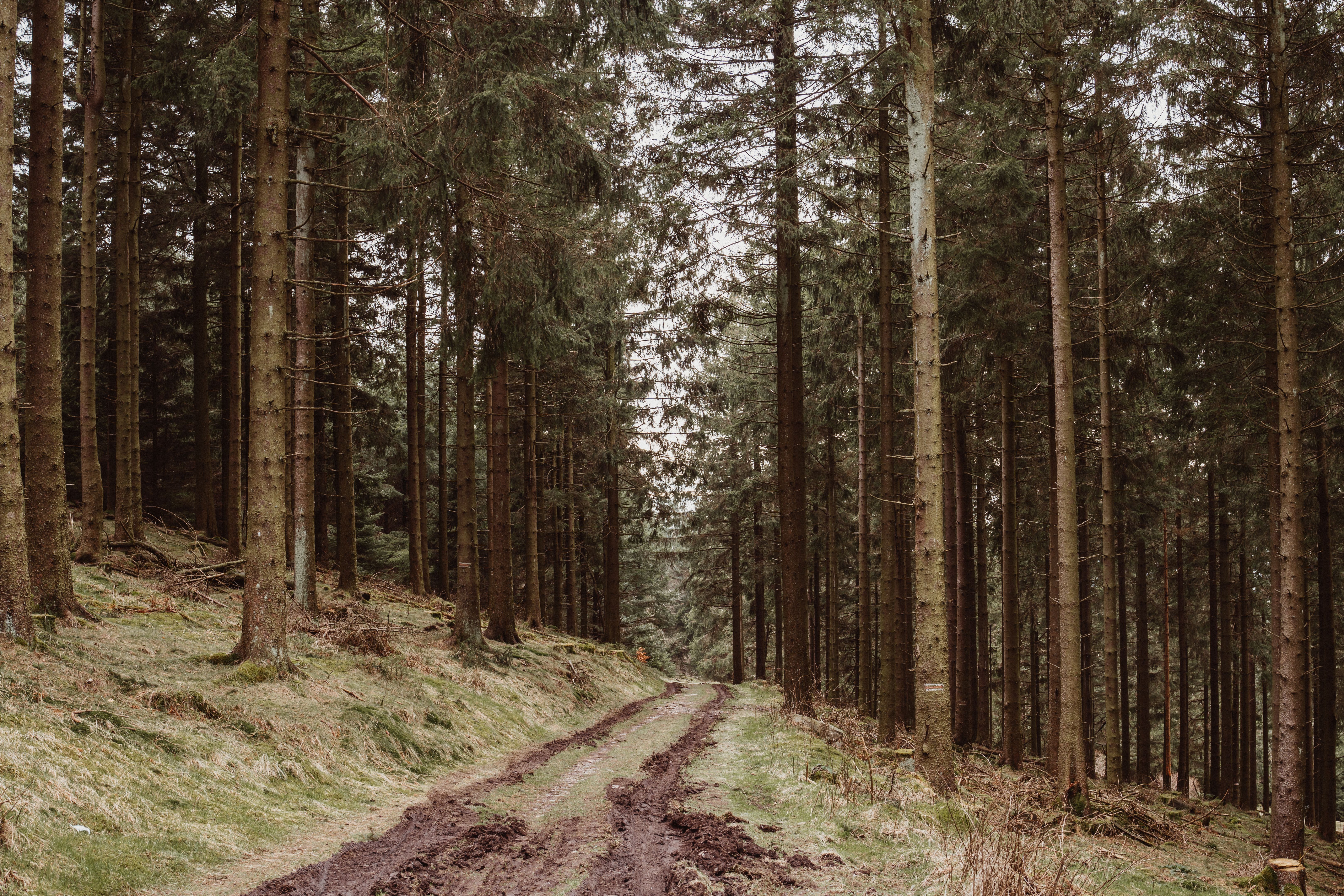 A dirt road in the middle of a forest · Free Stock Photo